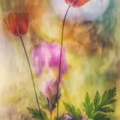 Dreamy Orange Poppies, wall art by Hilda van der Lee