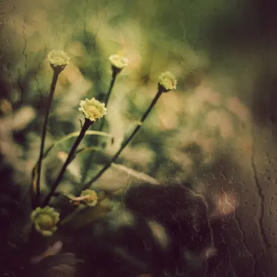 Delicate Garden Rain, wall art by YoungIl Kim