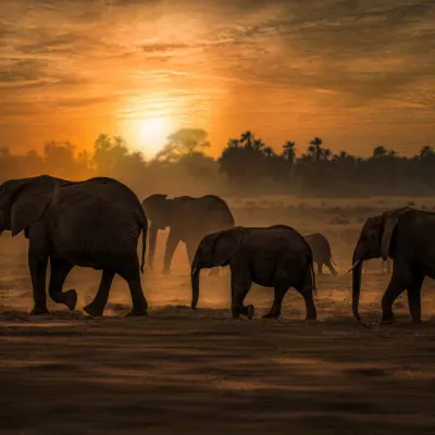 African Elephant Sunset, wall art by Isam Telhami