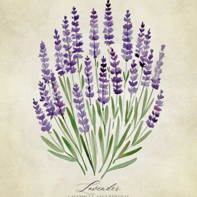 Purple Lavender Botanical, wall art by Rosana Laiz Blursbyai
