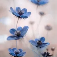Cosmos blue, wall art by Mandy Disher