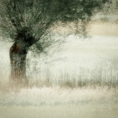 Willow, wall art by Nel Talen