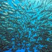 Shimmering Fish School, wall art by Henry Jager