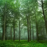 Enchanted Forest Mist, wall art by Leif Løndal