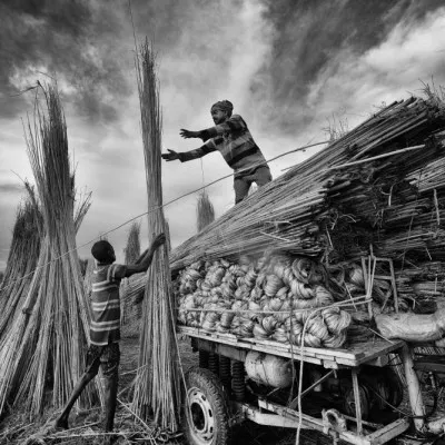 Loading Harvest Bundles, wall art by Abhraneel Chakraborty