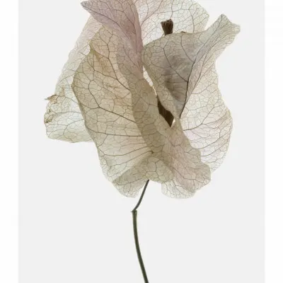 Petal Whisper, wall art by Shot by Clint