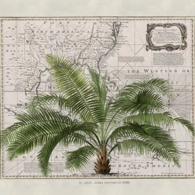 Vintage Map Palm Tree, wall art by Andrea Haase