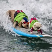 Cool Dogs Surfing, wall art by David H Yang