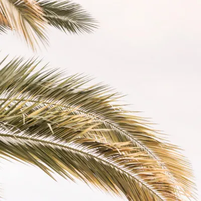 Golden Palm Breeze, wall art by Shot by Clint