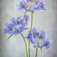 Scabiosa, wall art by Mandy Disher