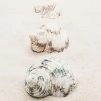 Spiral Beach Shells, wall art by Pictufy Studio III