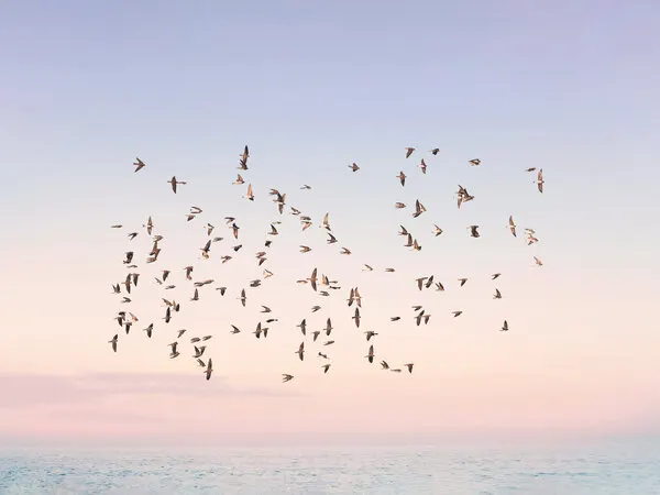 Sunset Flight, wall art by Kathrin Pienaar