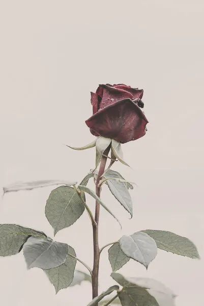 Rose, wall art by Kathrin Pienaar