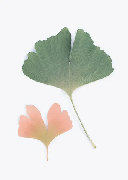 Pastel Ginkgo, wall art by Kathrin Pienaar