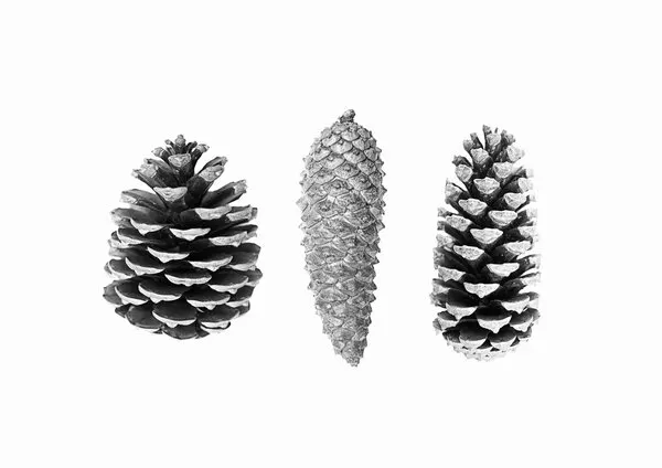 Pine Cone Study, wall art by Kathrin Pienaar