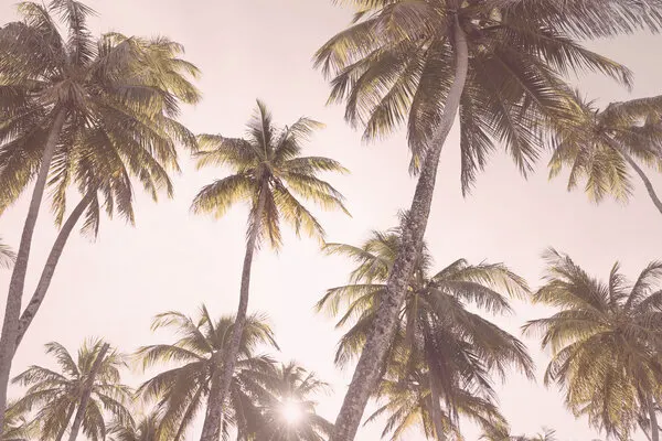 Blush Palm Trees, wall art by Kathrin Pienaar