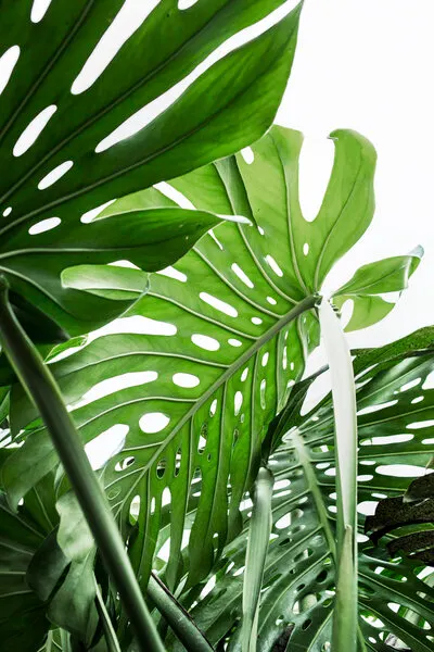Jungle, wall art by Kathrin Pienaar