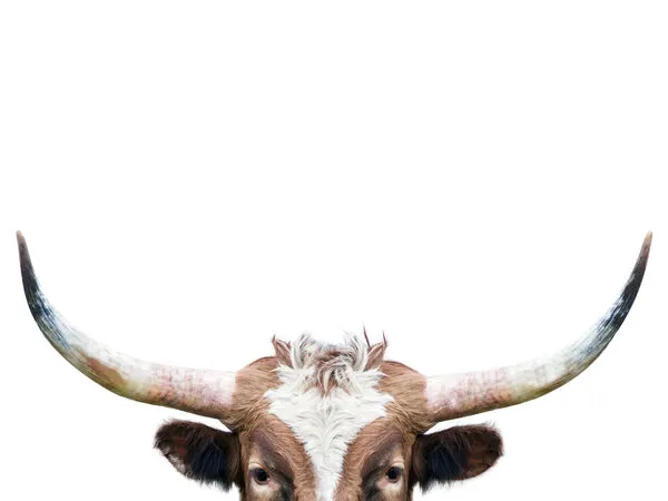 Peeking Longhorn Cow, wall art by Kathrin Pienaar