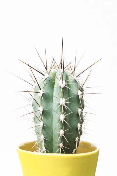 Spikey Cactus, wall art by Kathrin Pienaar