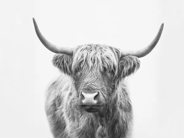 Highland Bull, wall art by Kathrin Pienaar
