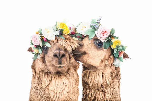 Boho Alpacas, wall art by Kathrin Pienaar