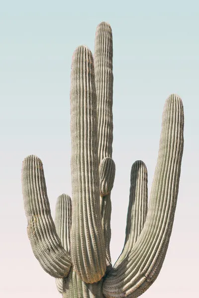 Saguaro, wall art by Kathrin Pienaar