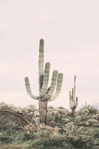 Pink Saguaro, wall art by Kathrin Pienaar
