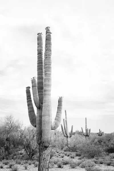 Saguaro B&W, wall art by Kathrin Pienaar