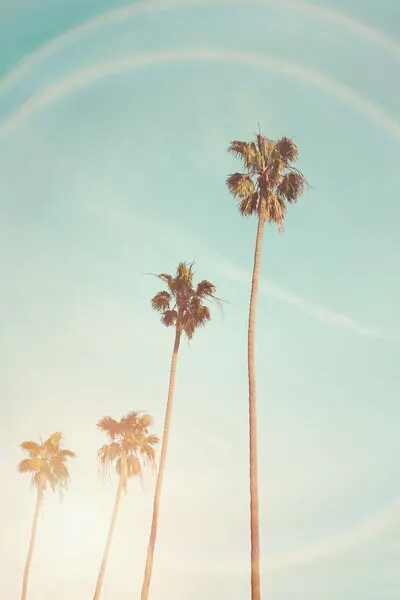 Sunny Cali Palm Tree, wall art by Kathrin Pienaar