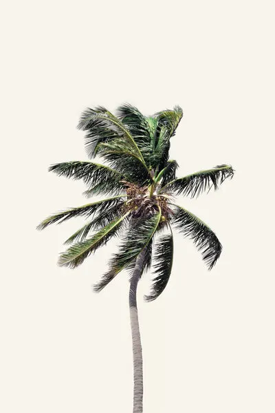 Windy Palm Tree, wall art by Kathrin Pienaar