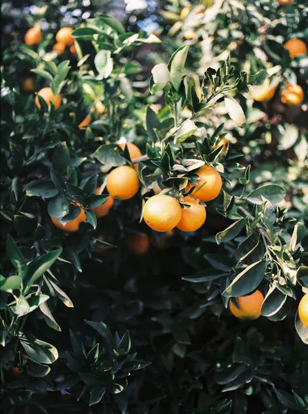 Marrakesh Oranges, wall art by Raisa Zwart