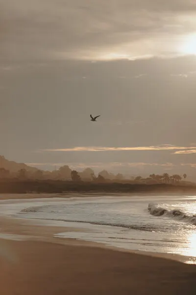 Serene Beach Bird Flight, wall art by Jana Julian