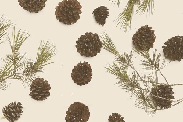 Snowy Pine Cones, wall art by Florent Bodart