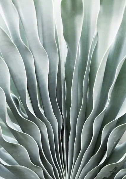 Nature's Grace, wall art by Shot by Clint