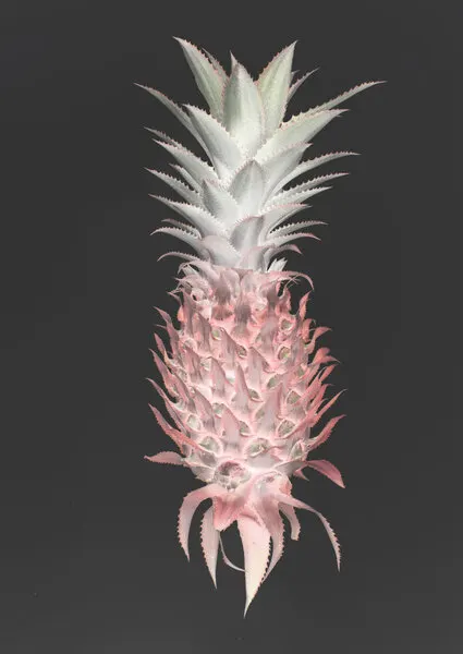Strawberry Pine, wall art by Shot by Clint
