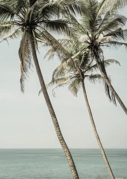 Ocean Breeze Palms, wall art by Shot by Clint