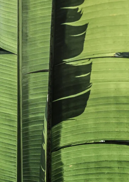 Tropical Banana Leaves, wall art by Shot by Clint