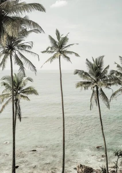 Tropical Dreams, wall art by Shot by Clint
