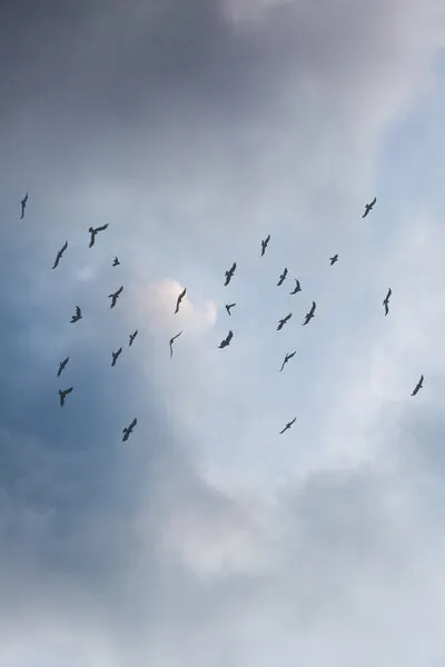 Free As a Bird, wall art by Mareike Böhmer