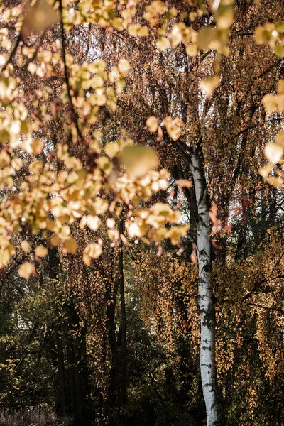 Autumn Birch Tree, wall art by Mareike Böhmer