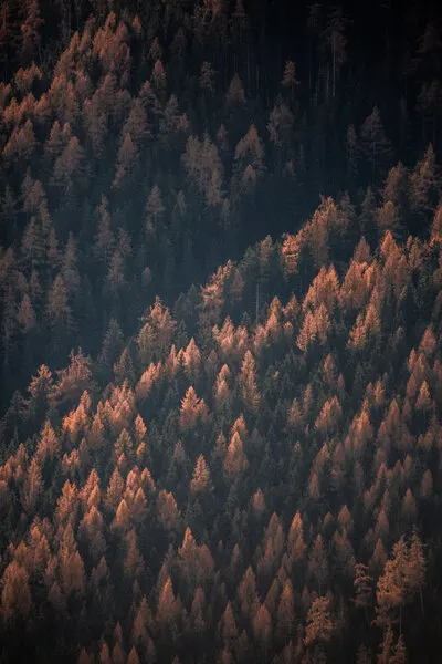 Autumn Woods 2, wall art by Mareike Böhmer