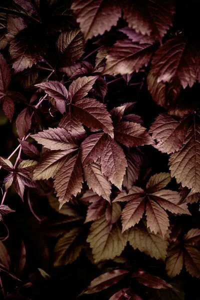 Autumn Leaves 13, wall art by Mareike Böhmer