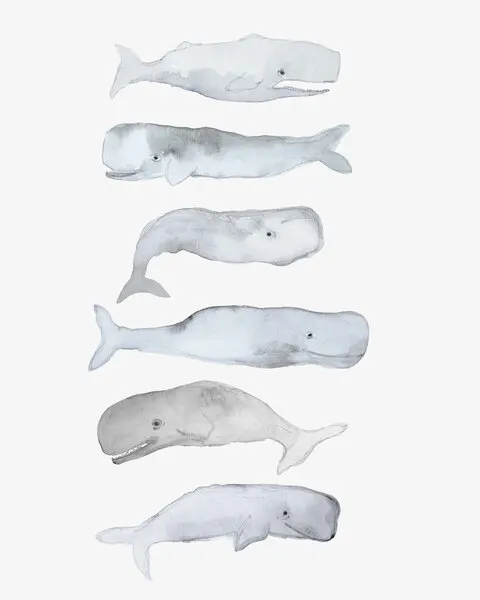 Watercolor Sperm Whales, wall art by Gemma Bardot