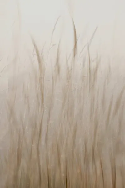 Soft Beige Grass, wall art by Christina Sillen