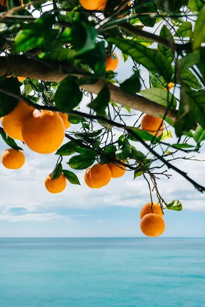 Oranges Over Blue Ocean, wall art by Bethany Young