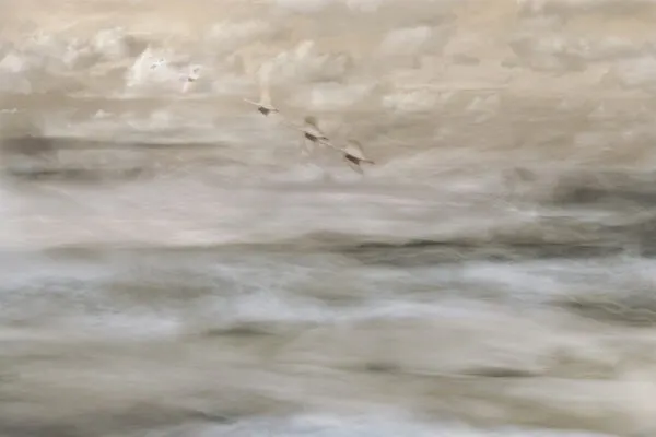 Dreamy Birds Over Water, wall art by Christina Sillen