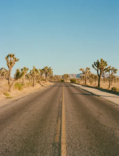 Joshua Tree Desert Road, wall art by Bethany Young
