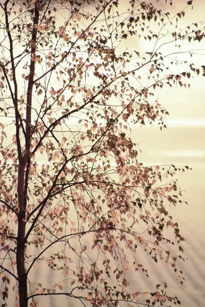 Golden Birch Leaves, wall art by Christina Sillen