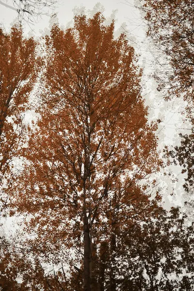 Autumn Tree Canopy, wall art by Christina Sillen