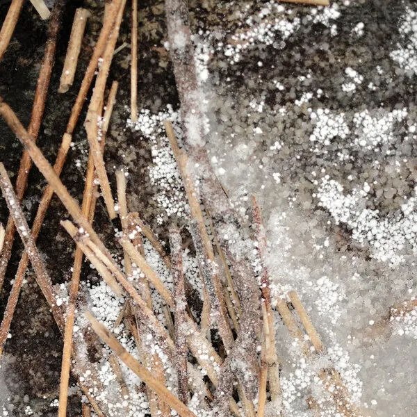 Frosted Pine Needles, wall art by Christina Sillen